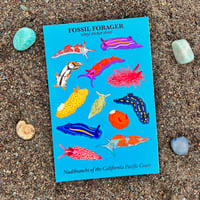 Nudibranchs of the California Coast Sticker Sheet