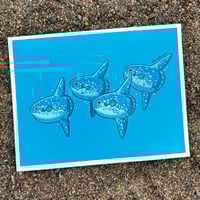 Ocean Sunfish Print