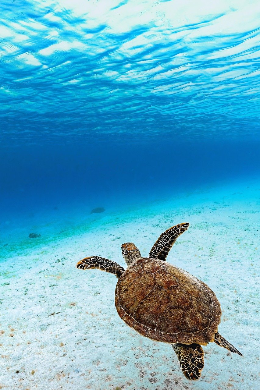 Sea turtle metal print