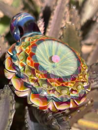 Image 7 of galactic dahlia 