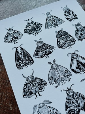 Image of MOTH CHART A3
