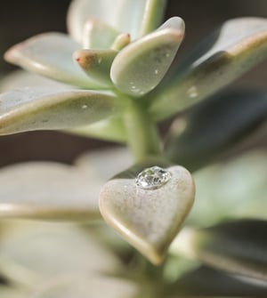 Image of Platinum 3mm rose-cut diamond ring with ‘Milled edge’ setting (LON254)