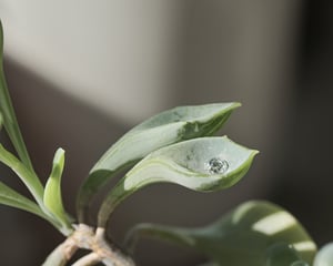 Image of Platinum 3mm rose-cut diamond ring with ‘Milled edge’ setting (LON254)