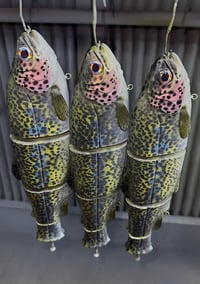 Image 2 of Immortal Trout “Triploid Trout”