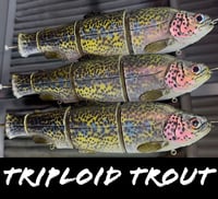 Image 1 of Immortal Trout “Triploid Trout”