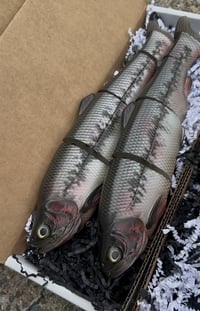 Image 2 of Immortal Trout “Bass Decay”