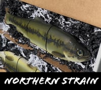 Image 1 of Immortal Trout “Northern Strain”