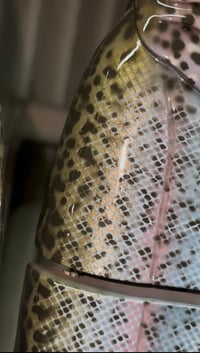 Image 2 of Immortal Trout “Blue Trout”