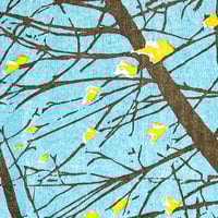 Image 2 of Norway Maples