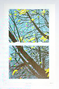 Image 1 of Norway Maples