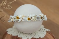 Newborn/Sitter Halo 126