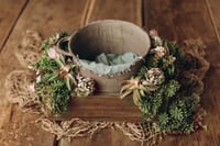 Image 1 of Set with different cactis