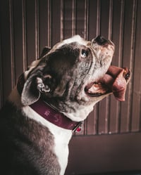 Image 1 of The Captain's Best Friend Collection