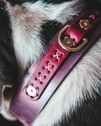 Image 2 of The Captain's Best Friend Collection