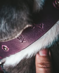 Image 3 of The Captain's Best Friend Collection