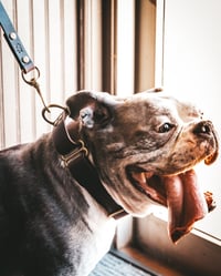 Image 6 of The Captain's Best Friend Collection