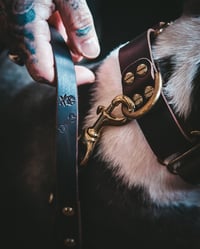 Image 7 of The Captain's Best Friend Collection