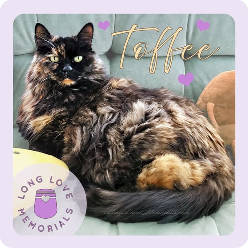 Image of Tortoiseshell Cat Urn, Custom Urn for Your Tortie Cat