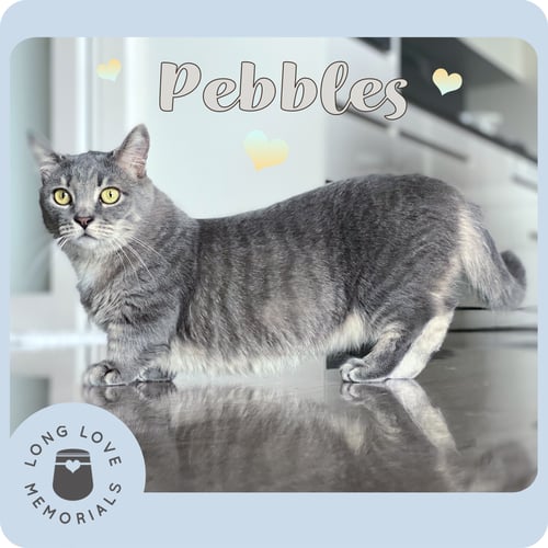 Image of Gray Tabby Cat Urn, Standard Issue Cat Urn, Personalized with Your Cat's Portrait