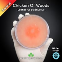 Image 1 of Chicken Of The Woods (Laetiporus Sulphureus) Live Mycelium Mushroom Culture Spawn Seed