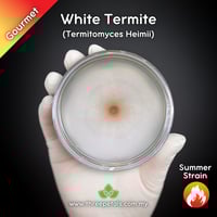 Image 1 of White Termite (Termitomyces Heimii) Live Mycelium Mushroom Culture Spawn Seed