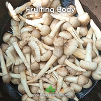 Image 2 of White Termite (Termitomyces Heimii) Live Mycelium Mushroom Culture Spawn Seed