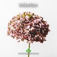 Image 2 of Fusarium Wilt (Fusarium Oxysporum) Live Mycelium Mushroom Culture Spawn