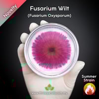 Image 1 of Fusarium Wilt (Fusarium Oxysporum) Live Mycelium Mushroom Culture Spawn