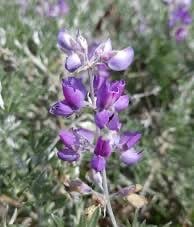 Image 6 of Lupine Seed Packet