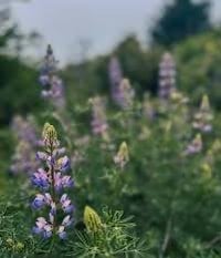 Image 5 of Lupine Seed Packet