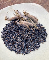 Image 2 of Lupine Seed Packet
