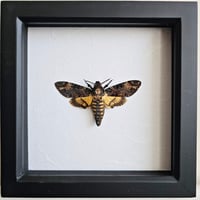 Framed - Death's-Head Hawkmoth I