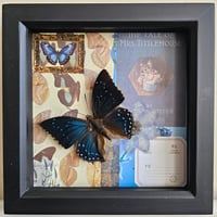 Scrapbook - Common Blue Charaxes Butterfly