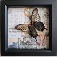 Scrapbook - Great Mormon Swallowtail Butterfly