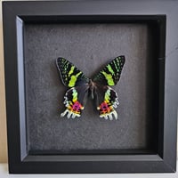 Framed - Madagascan Sunset Moth III