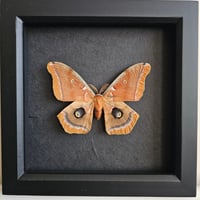 Framed - Polyphemus SIlkmoth II
