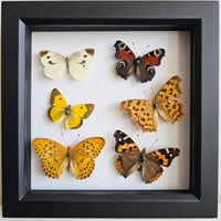 Framed - Vintage British Butterfly Medley