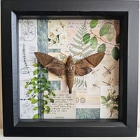 Scrapbook - Nephele Sphinx Moth