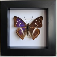 Framed - Purple Emperor Butterfly II