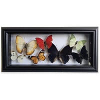 Framed - Rainbow Butterfly Medley III