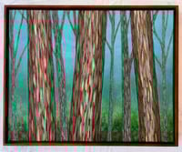 Image 1 of Rainbow Eucalyptus