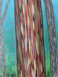 Image 4 of Rainbow Eucalyptus