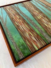 Image 5 of Rainbow Eucalyptus