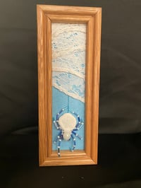 Image 2 of Sea Cookie Spider