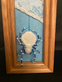 Image 1 of Sea Cookie Spider