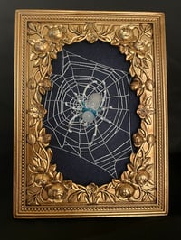 Image 1 of Cape May Diamond Spider