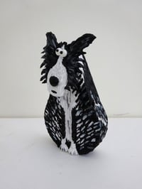 Image 3 of Border Collie