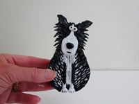 Image 4 of Border Collie