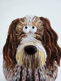 Image 3 of Italian Spinone