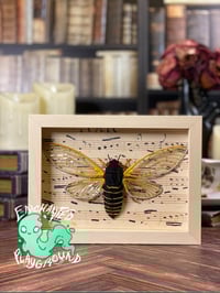 Faux Entomology Mount - Pharaoh Cicada